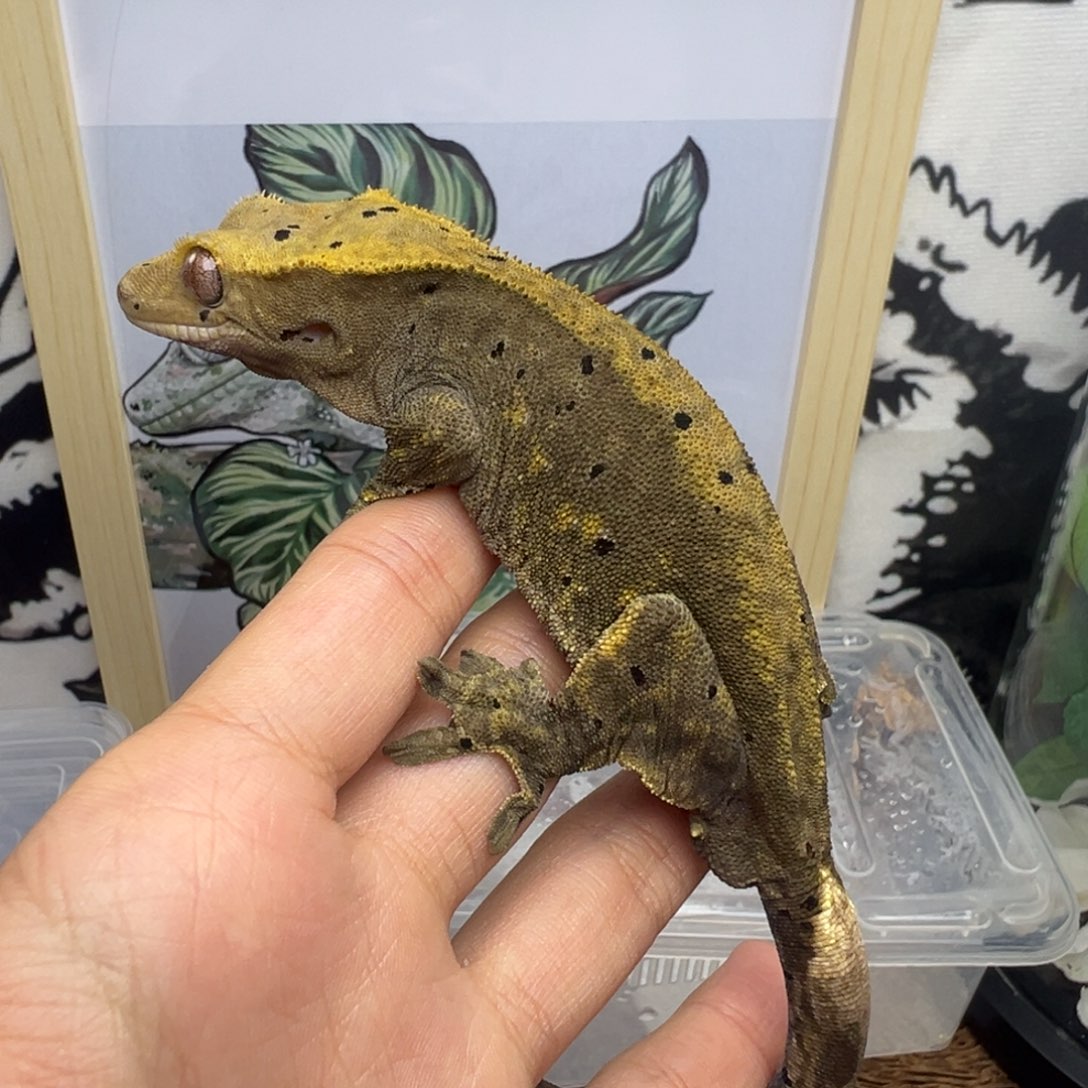 睫角守宫原色麦丁35g公