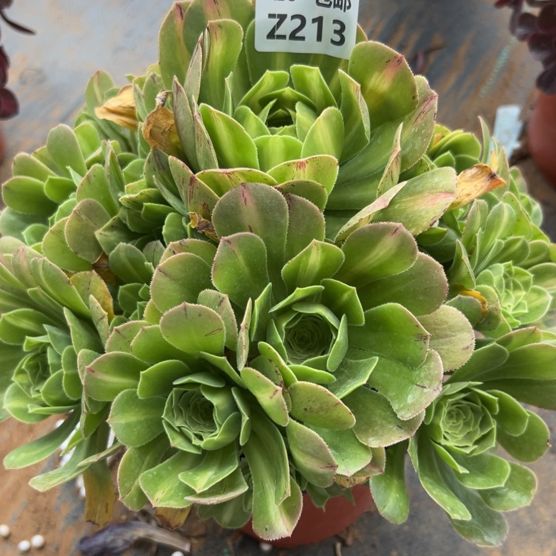 213翡翠琉璃，满20包邮