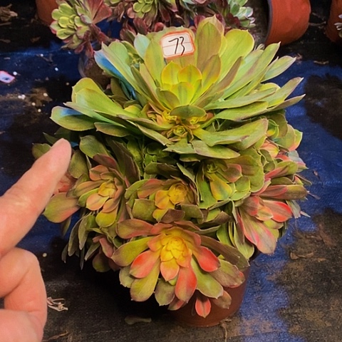 雅典娜捧花老桩法师73