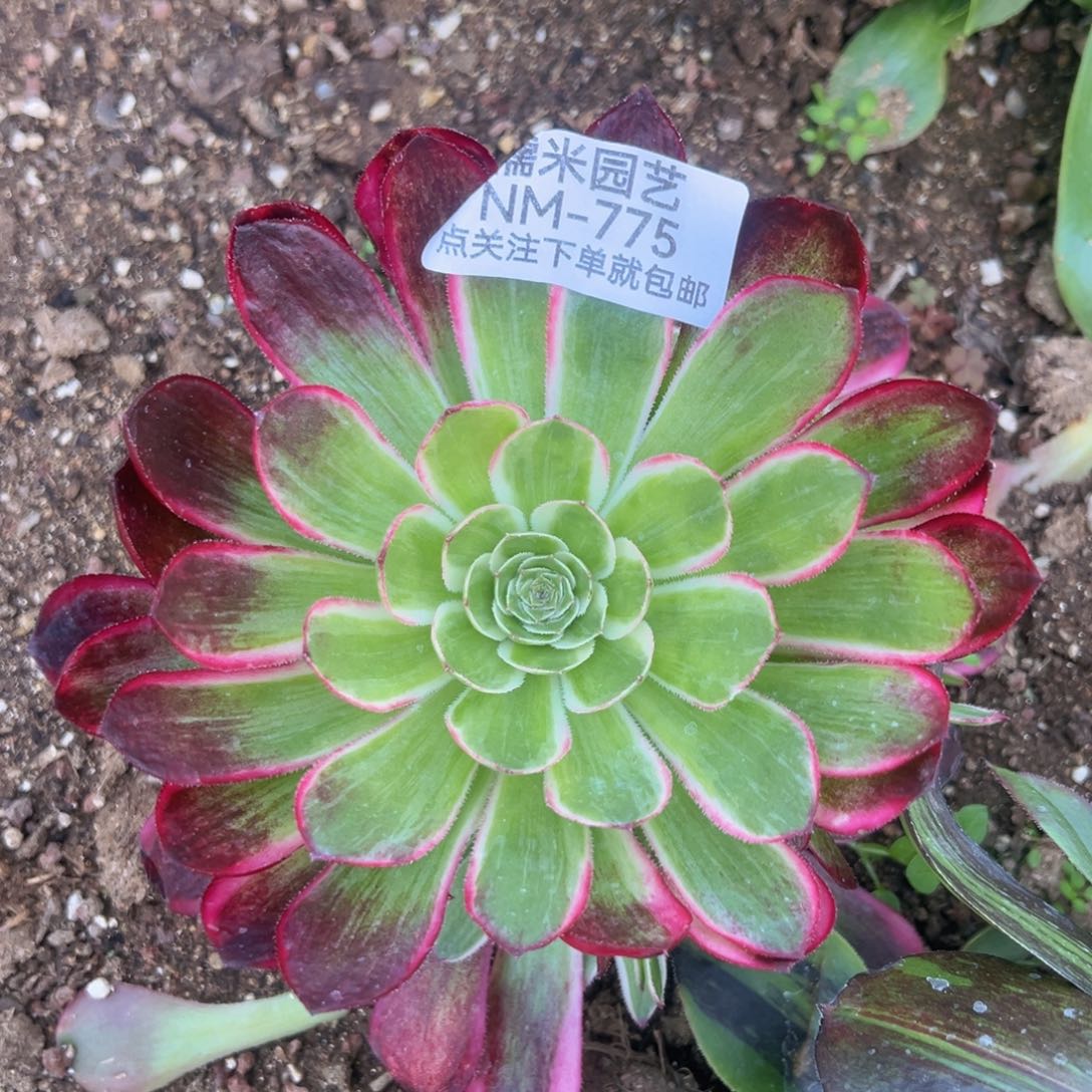 孔雀翎多肉植物775