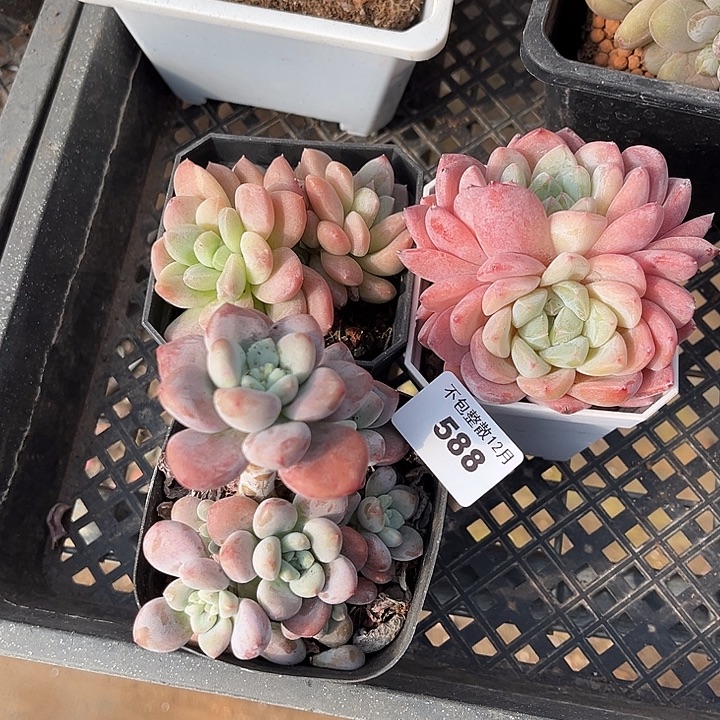 阿雅园艺。      588三颗