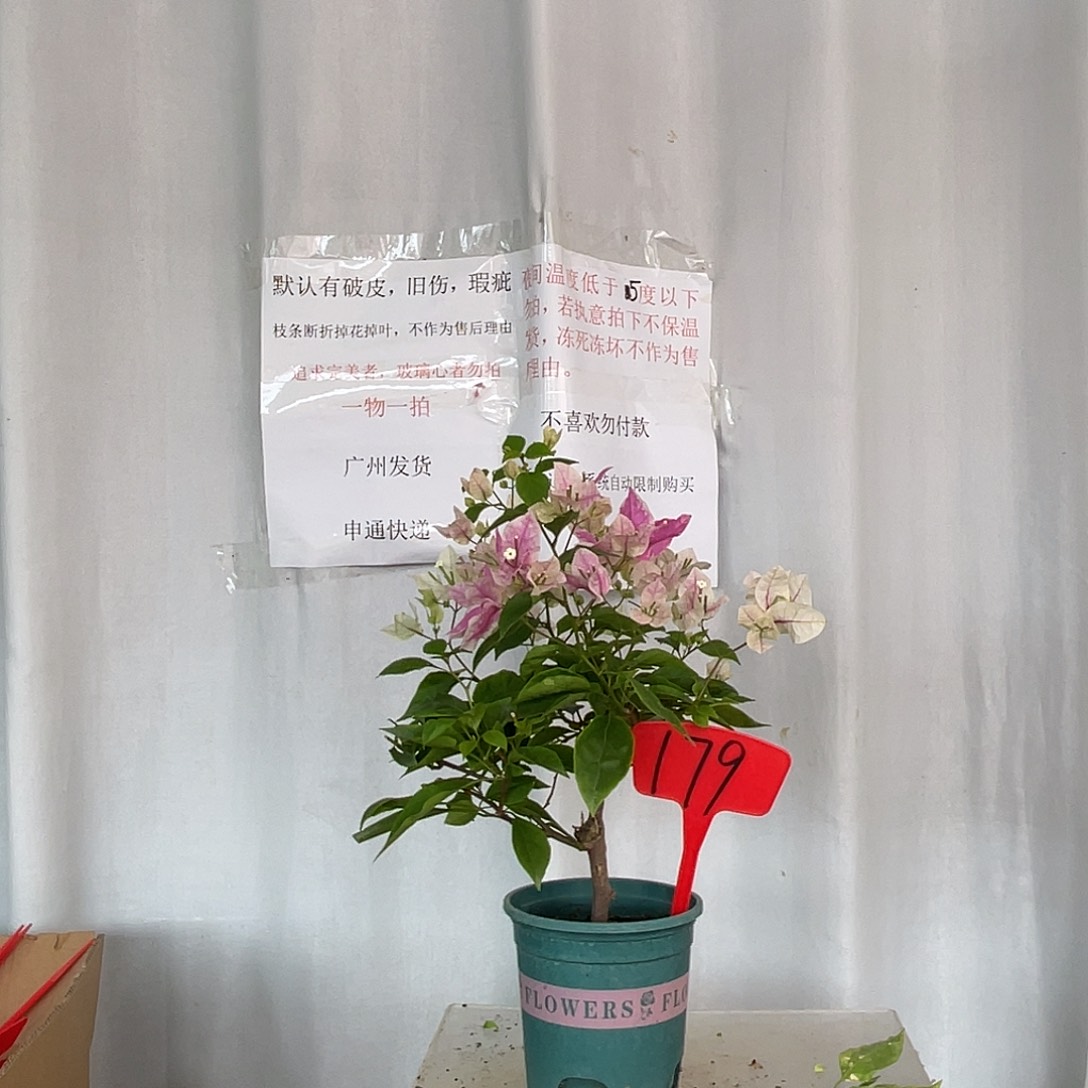 当前无花栽培后可以开花179章红樱