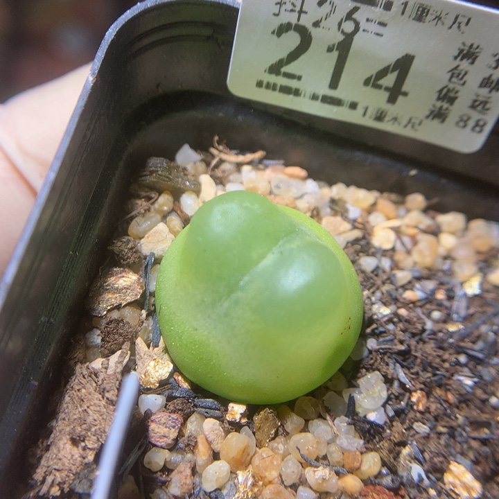 精品生石花26.214