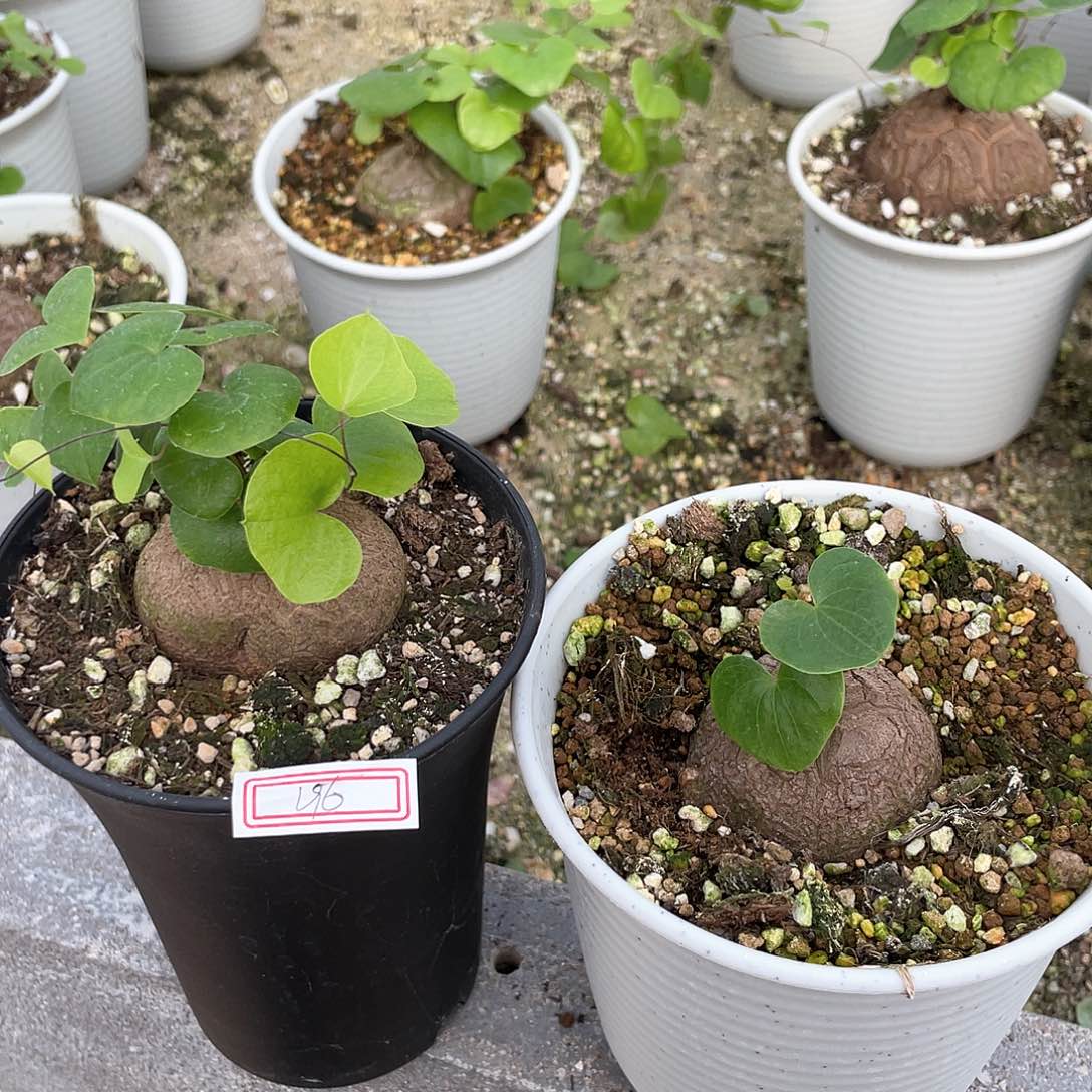 龟甲龙一物一拍196号2颗特价