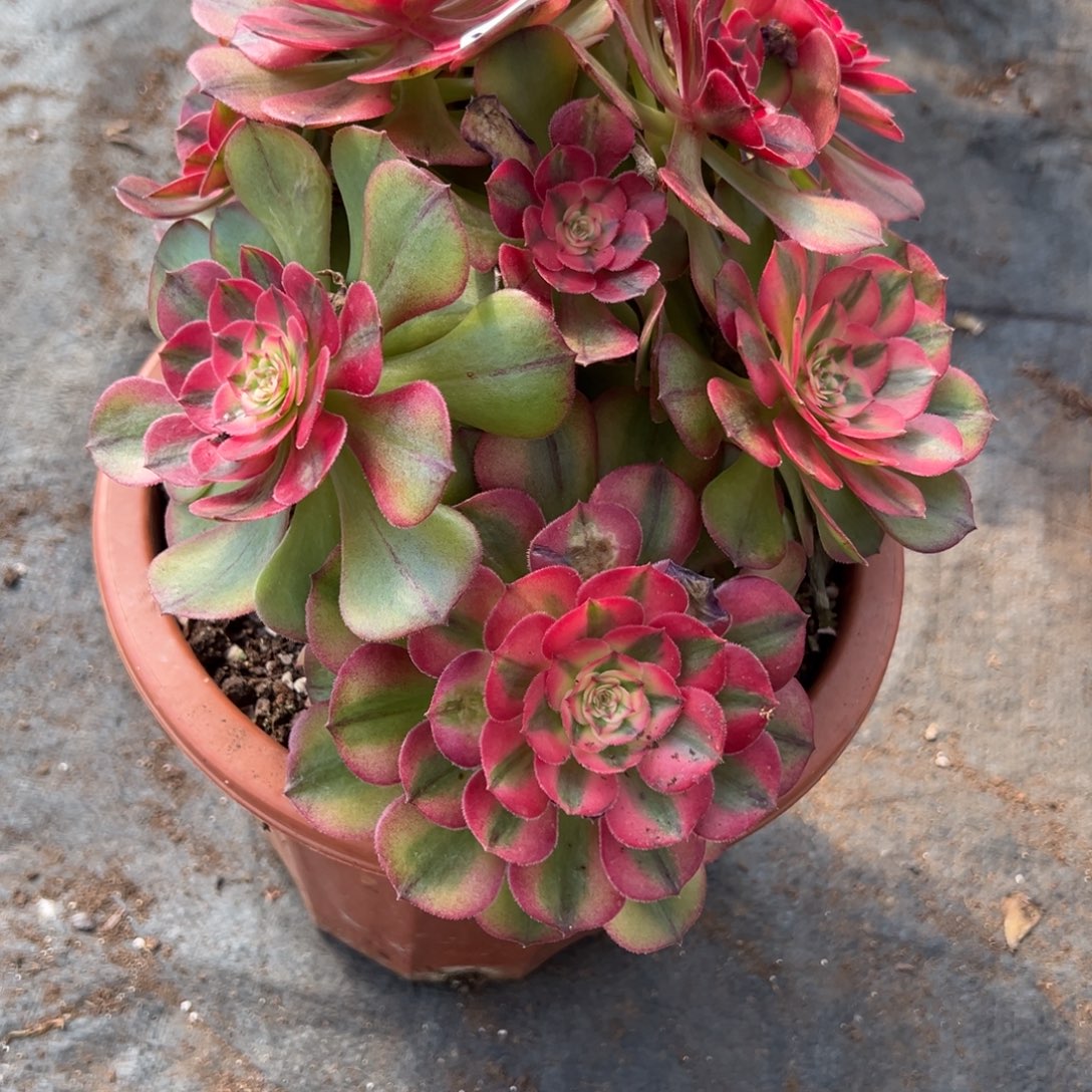 22荔枝有微瑕多肉多肉多肉