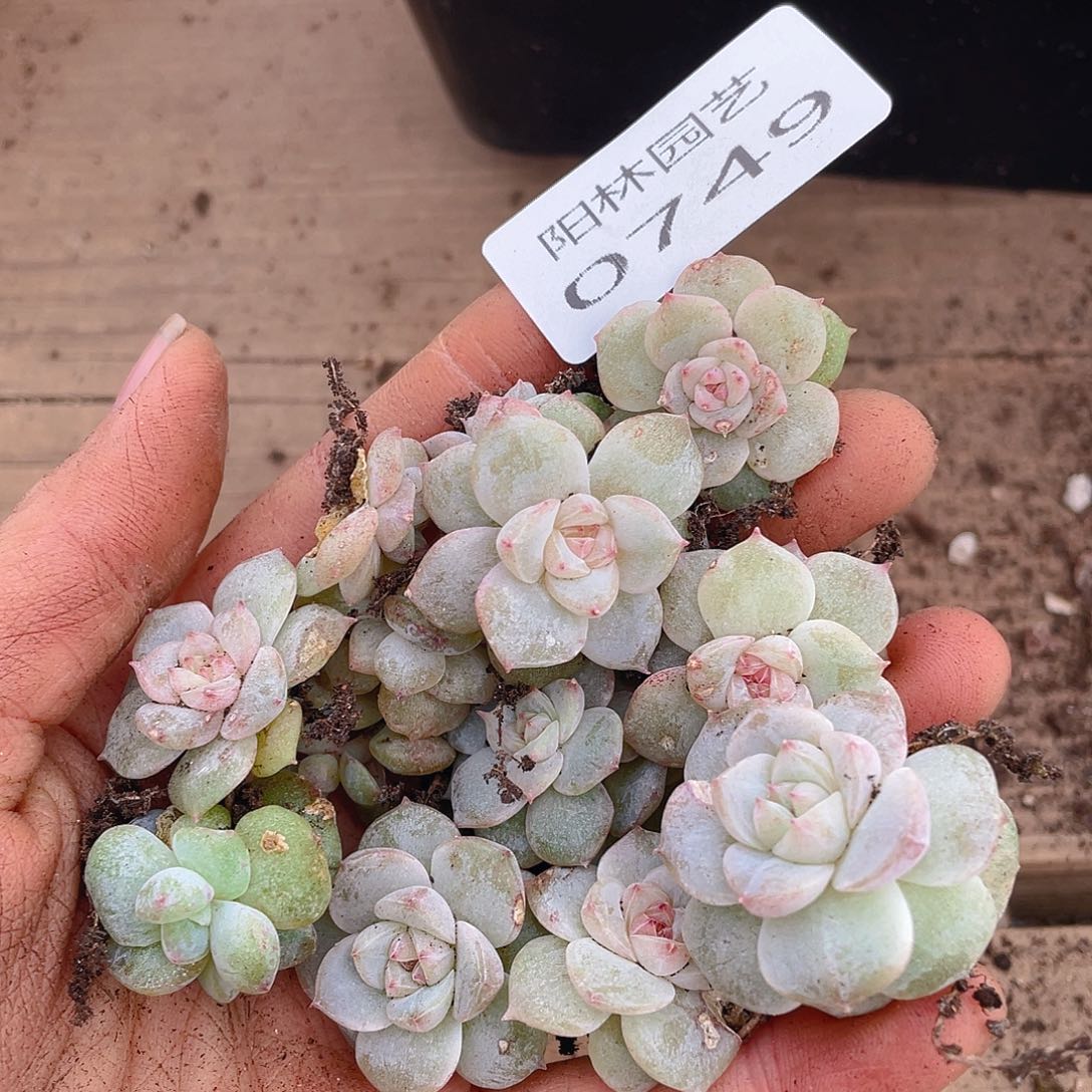 多肉植物多肉植物749