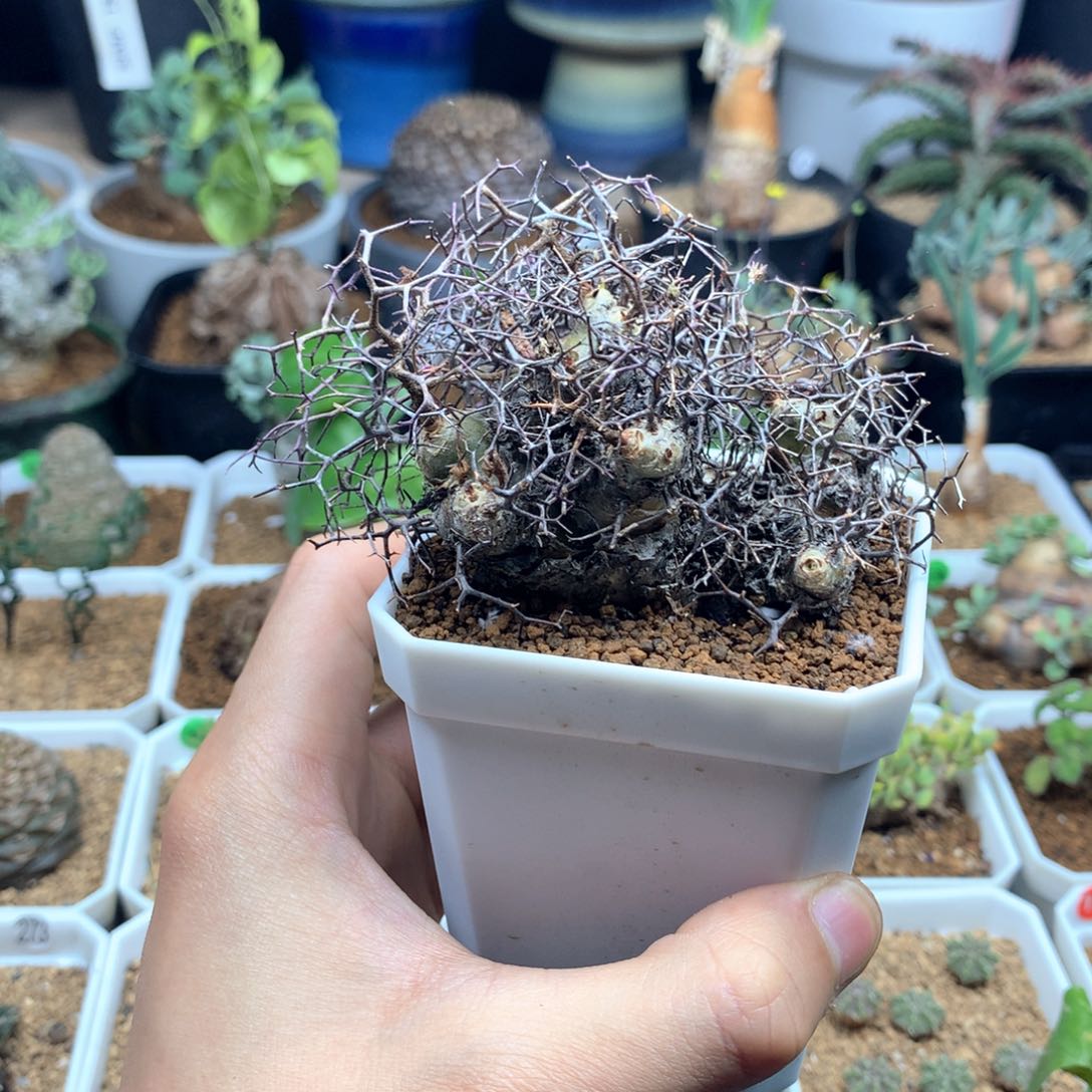 钢丝球万物想奇峰锦
