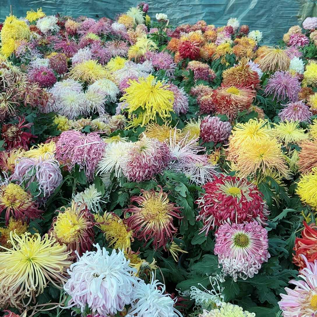 完全开放独本3个不同品随机母本不售后