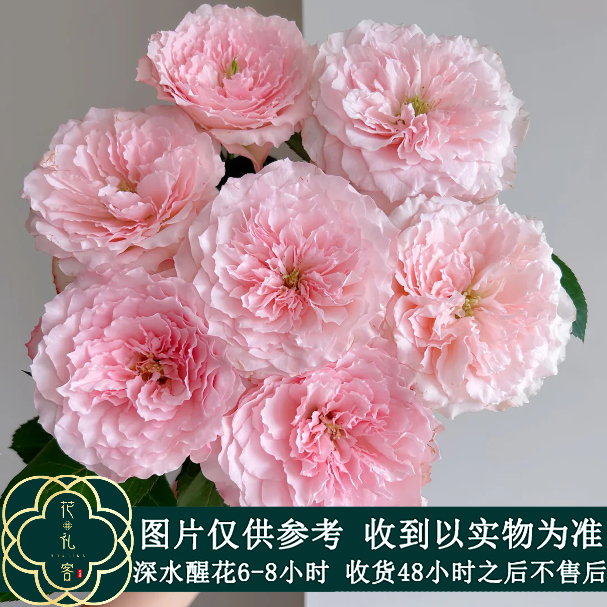 七叶花坊#单头玫瑰 【粉梅拉】鲜花优选 顺丰直发