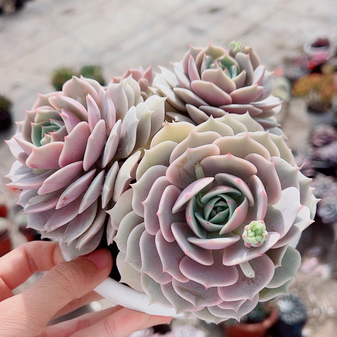 露娜莲三头起发精品特价