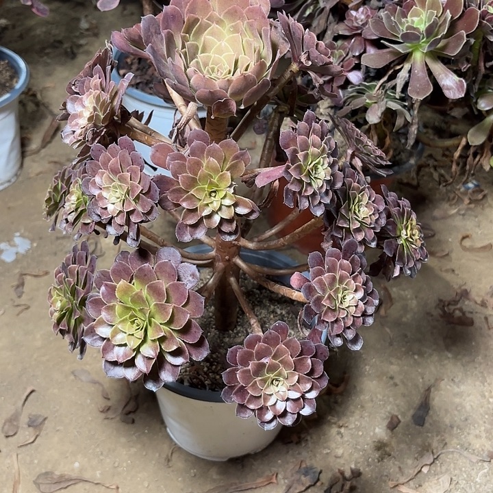 多肉植物法师黑铜壶5