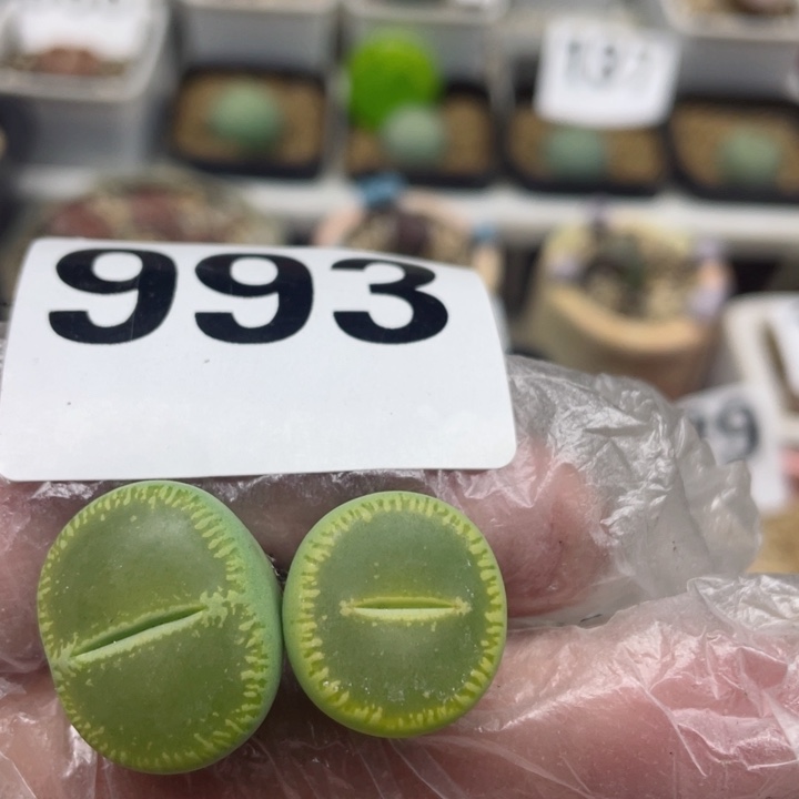 993绿光阳两颗l l l