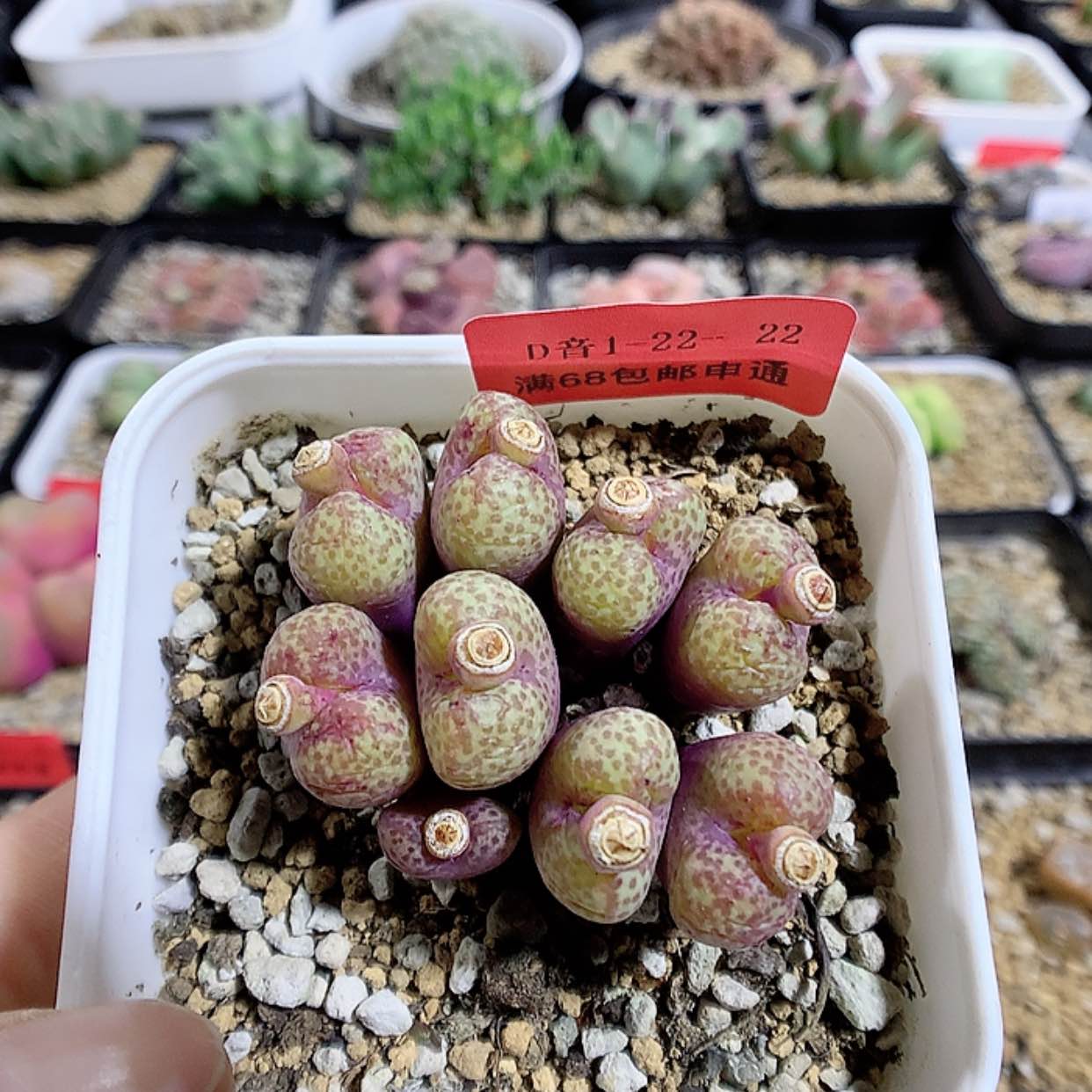 【闪购商品】1-22-42 小金桔一群 35