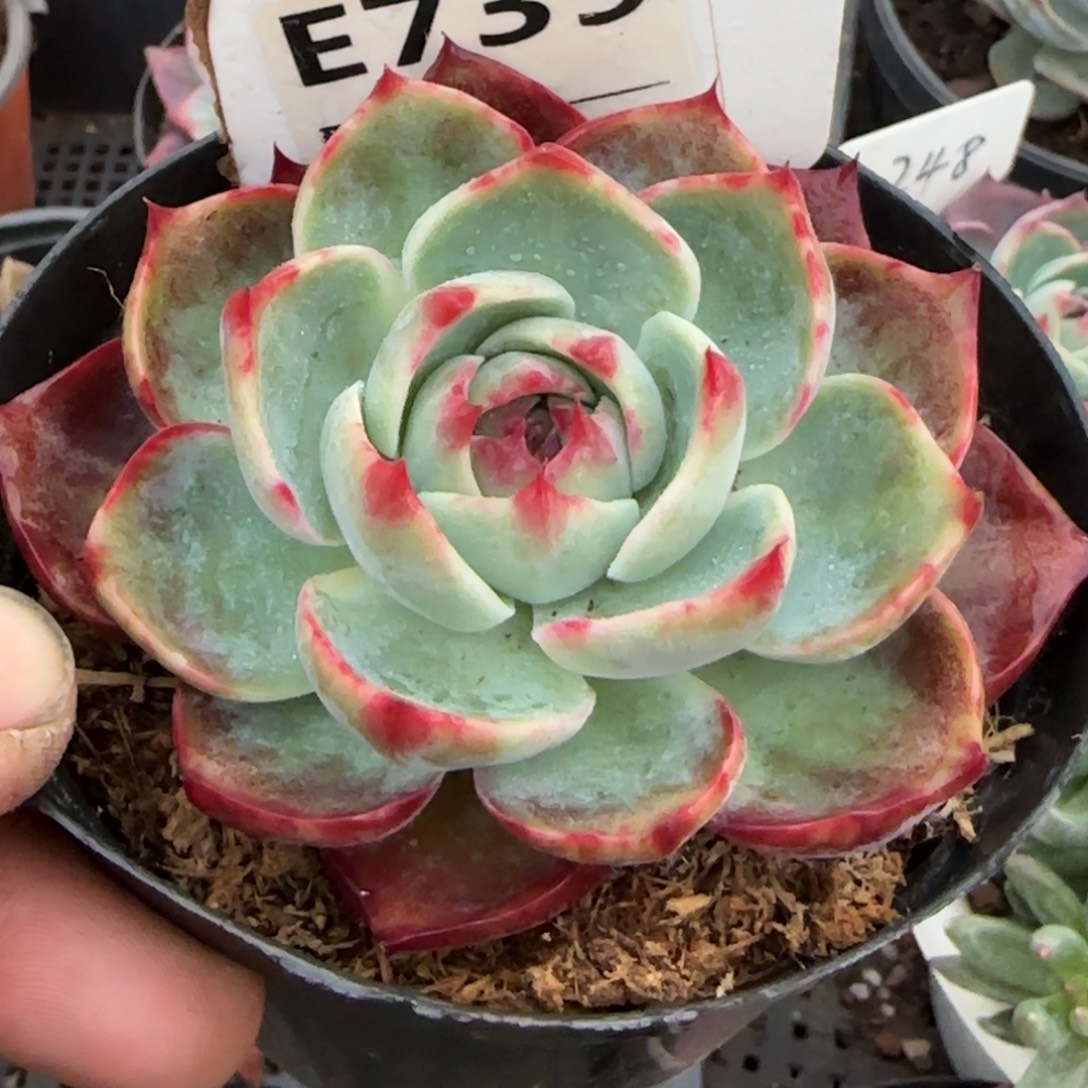 惊鸿一物一拍包装收缩花旱739