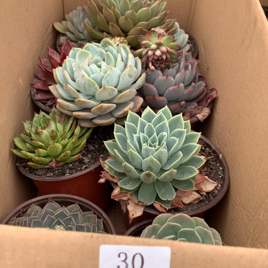 白*一箱十棵不不重复