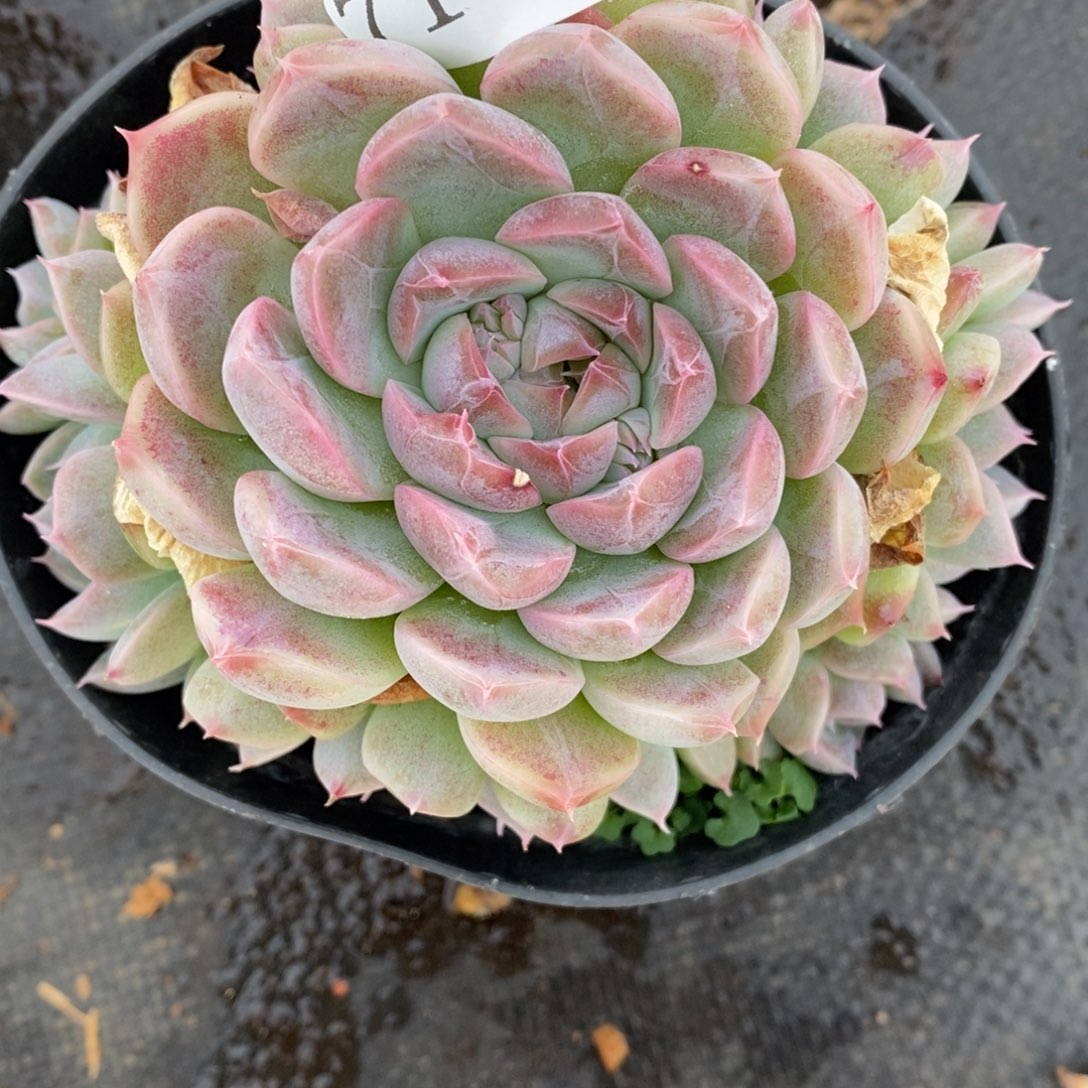 ?****?7164杂交多肉老桩