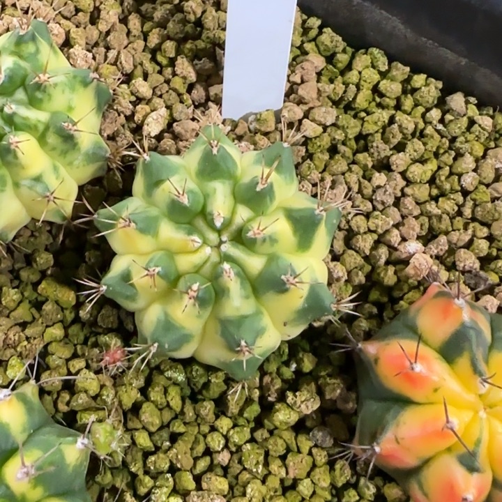 57-0120泰国发货多肉