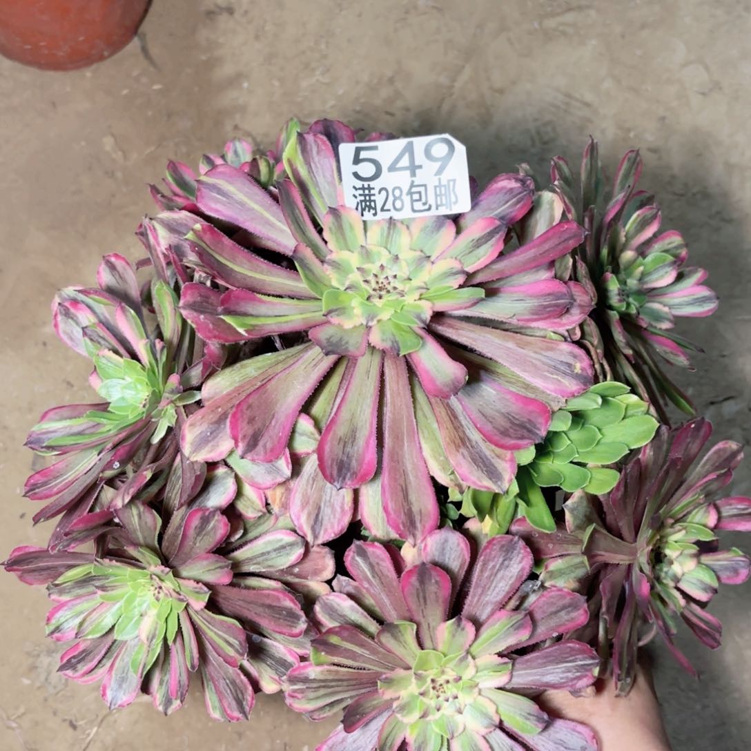 549粉带花脸多肉11111