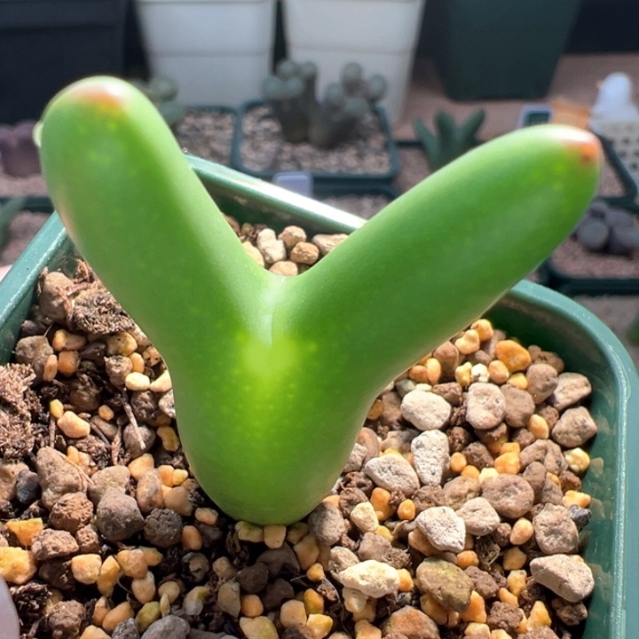 A806.  优选超长耳皮卡丘。   