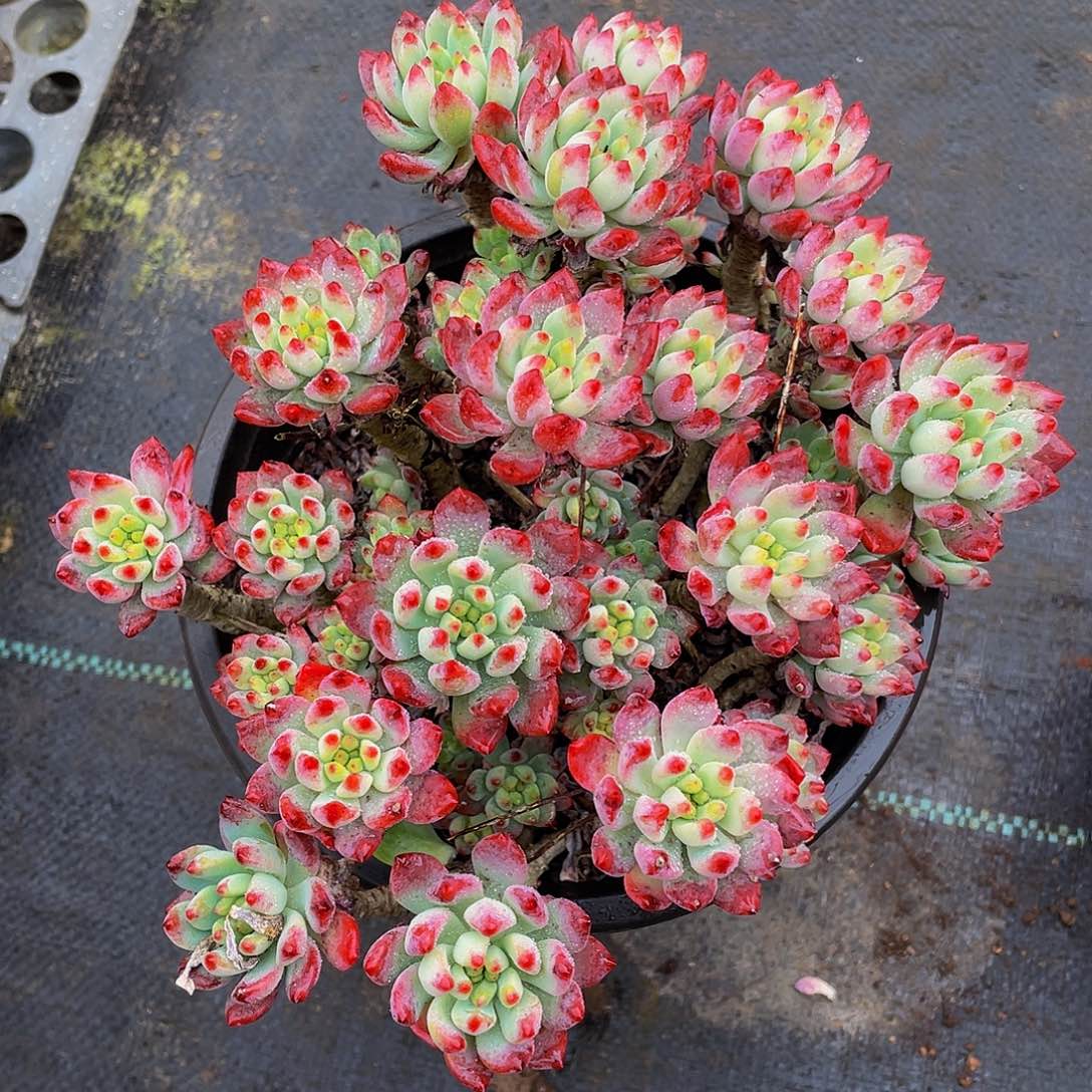 萱*蓝苹果多肉植物群