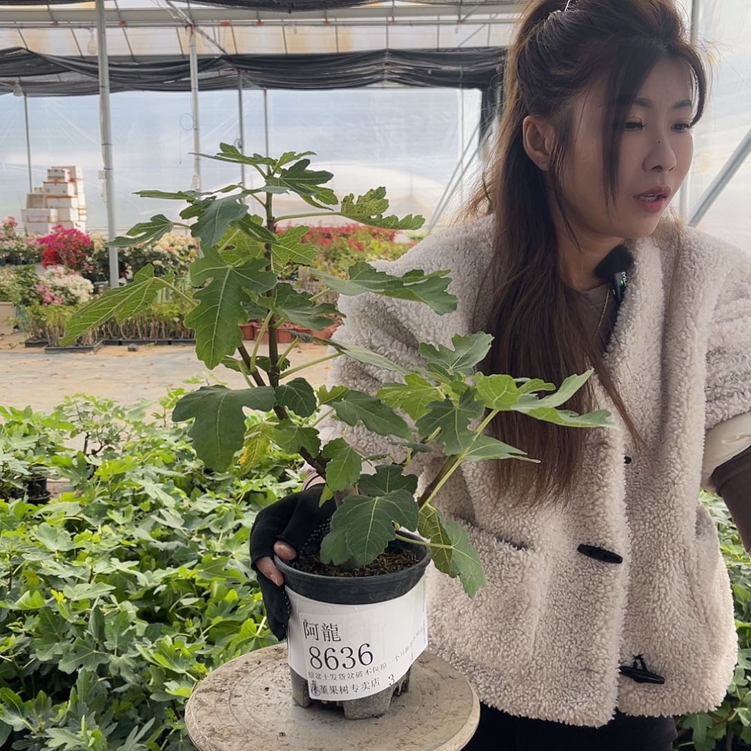 阿***龍格莱斯无花果果苗