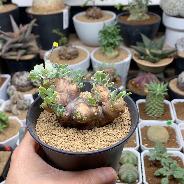 产地格加厚敦菊带盆