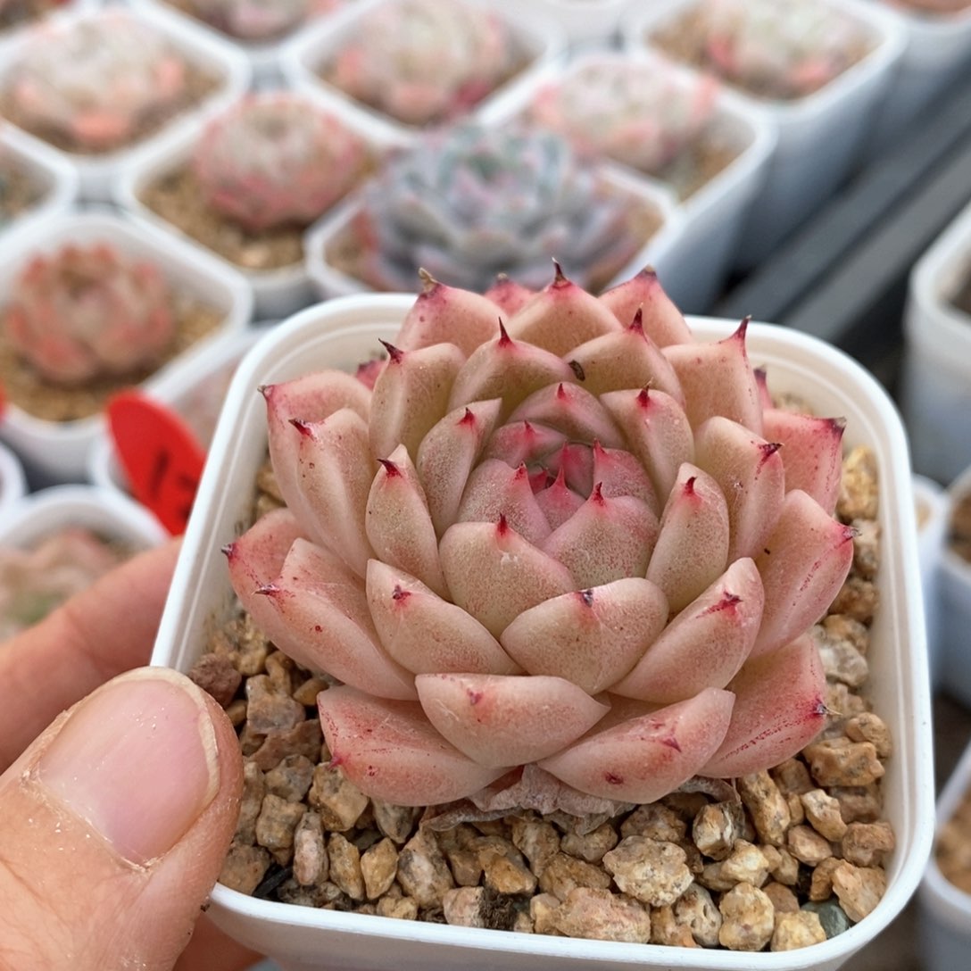 精品多肉一物一拍155