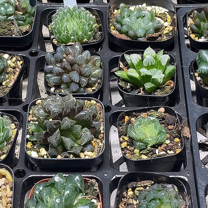 51 脱土发货8颗13.9包邮