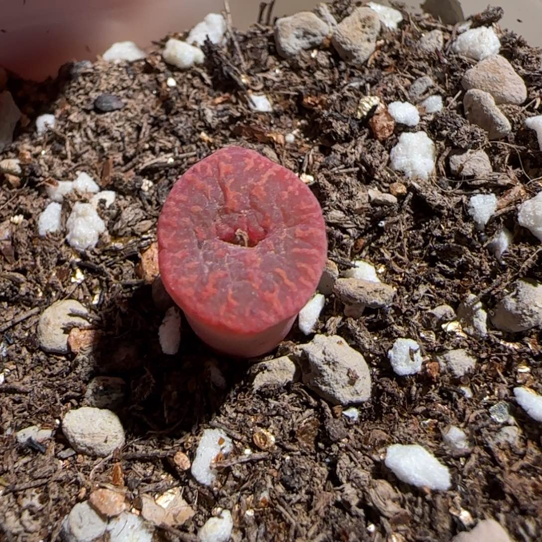 肉锥多肉植物组合-勋章64