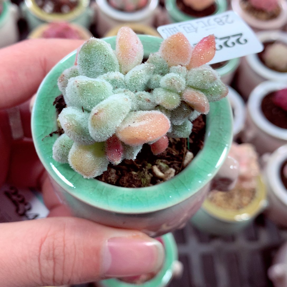 5厘米盆精控多肉2232