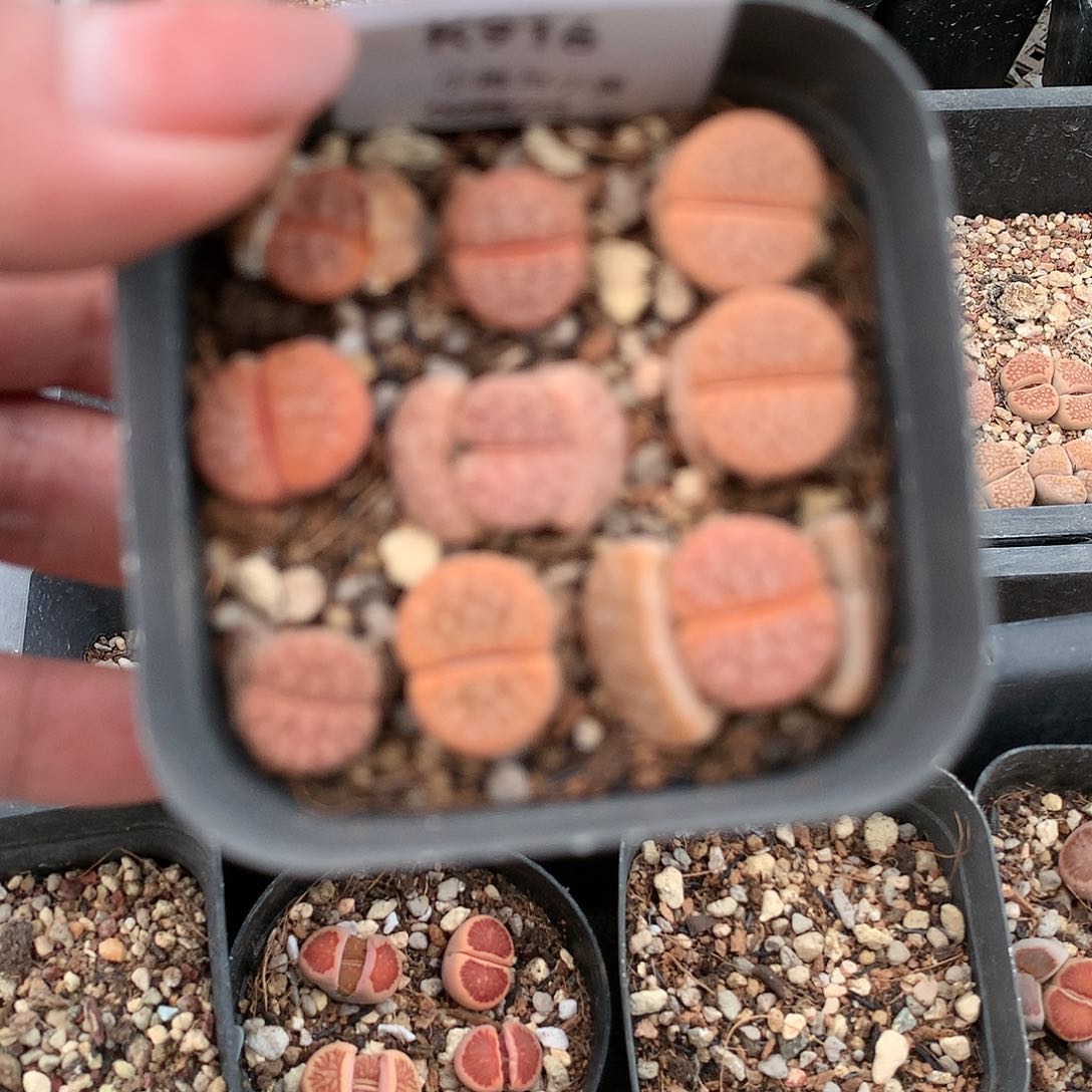 K916多肉植物保护