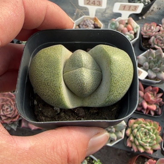 375元宝多肉植物多