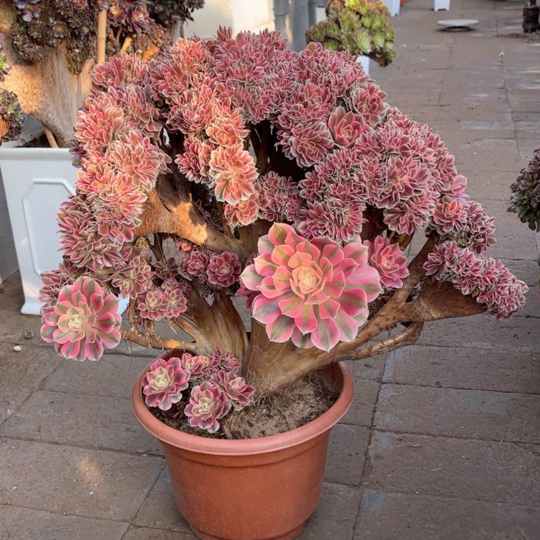 萍*粉女巫朵朵整版精品