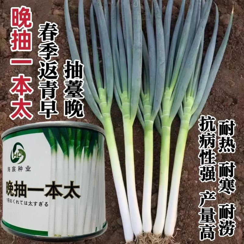 晚抽一本太大葱种子晚抽苔耐热耐寒刚葱钢葱高产章丘大葱种子籽孑