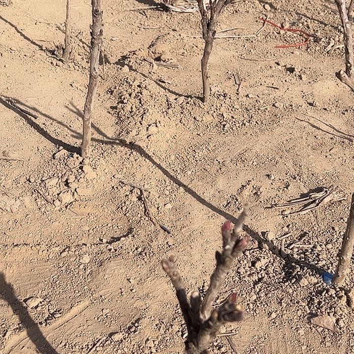 同***同完全开放棒棒糖11111