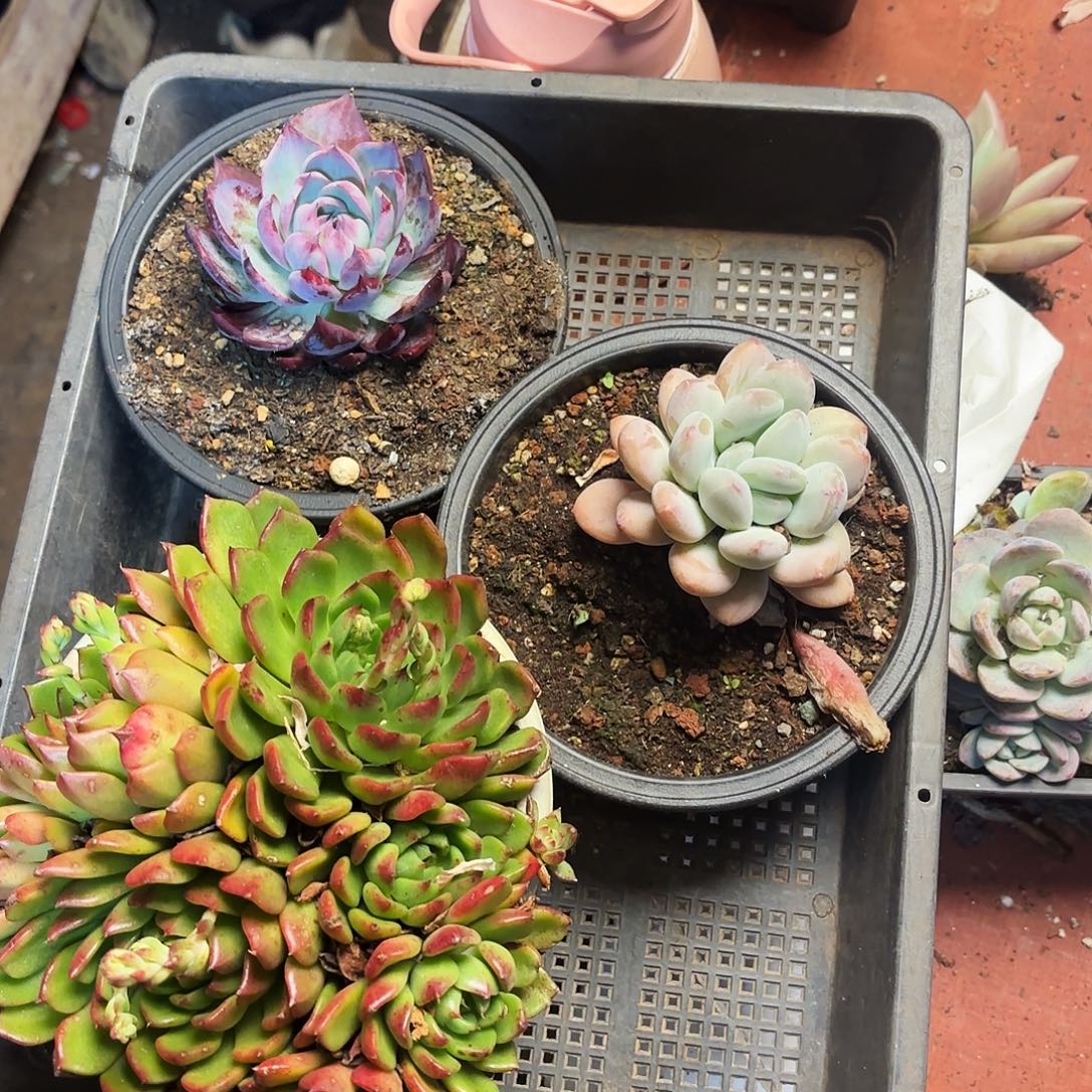 多肉植物宽拍367号