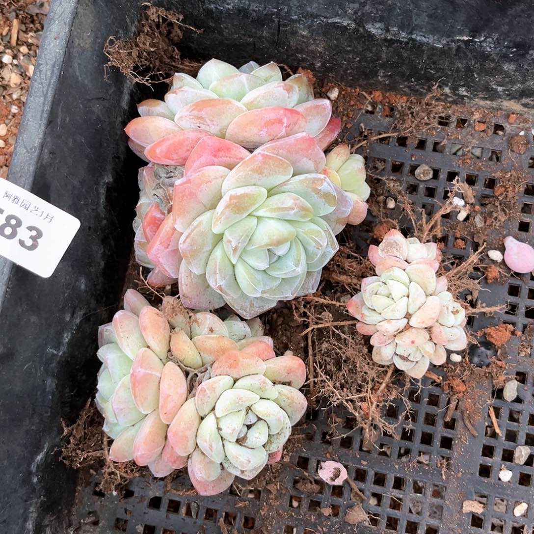 阿雅园艺。        带桩583