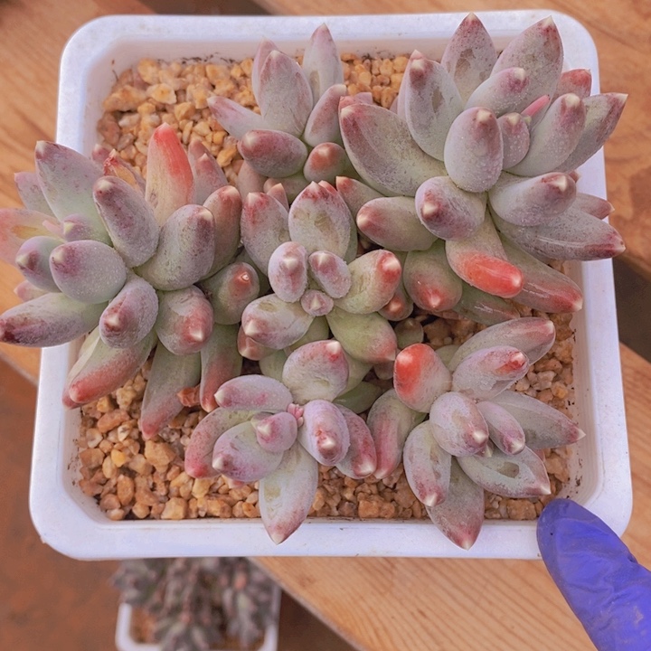 在家里面吃饭啊哈没