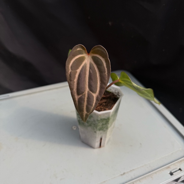 卡拉花烛 花烛热植