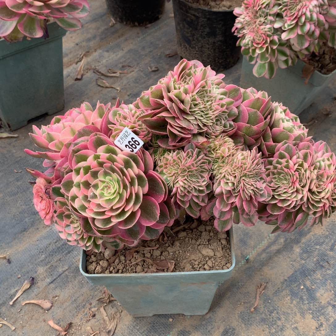 366荔枝缀化一颗