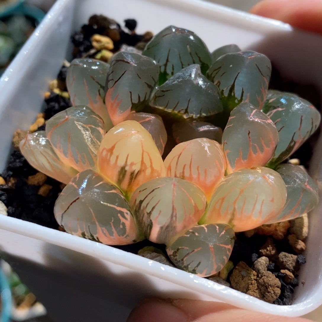 一颗实生玉露锦 特价