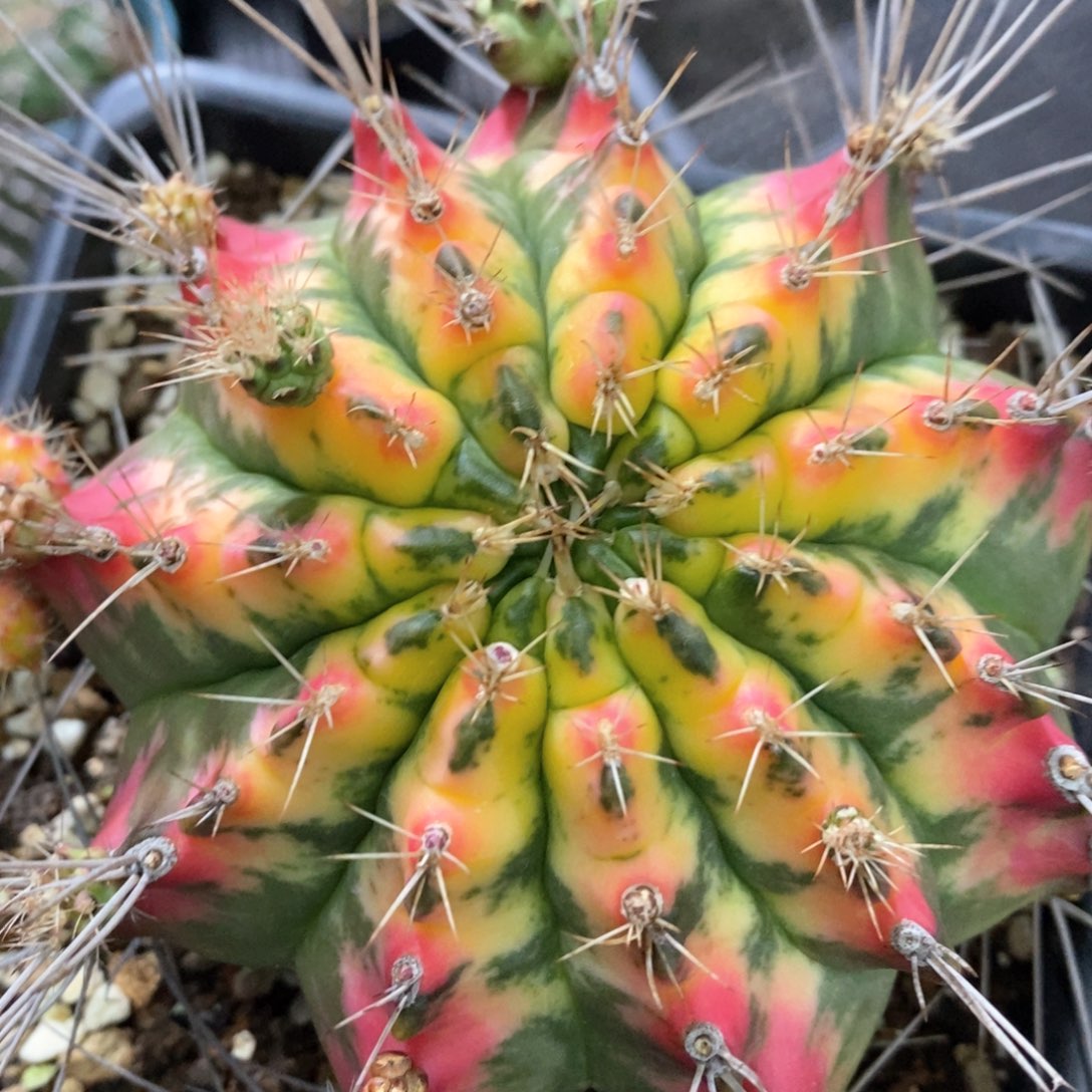 孤品实生超刺翠皇冠散斑虎斑锦大母本11.7cm