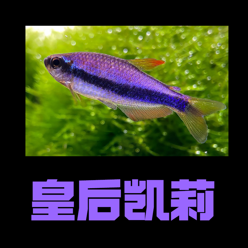 【皇后凯莉】灯科鱼观赏鱼热带鱼