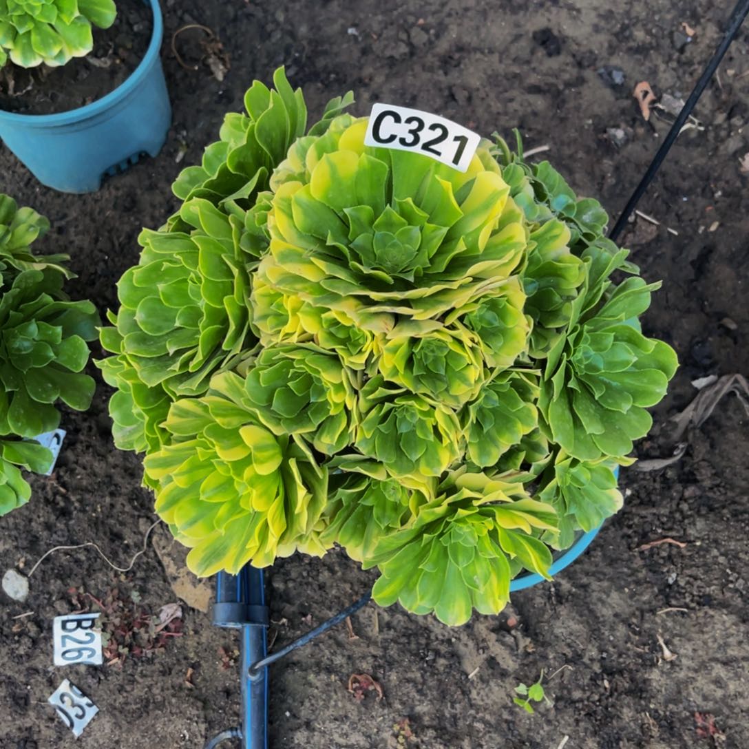 五色琉璃16////45包邮