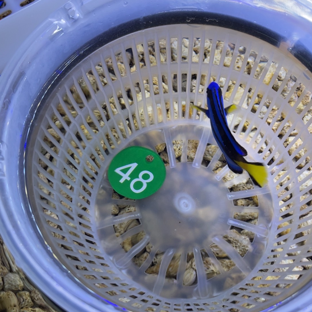 海水鱼蓝调一条顺丰包邮