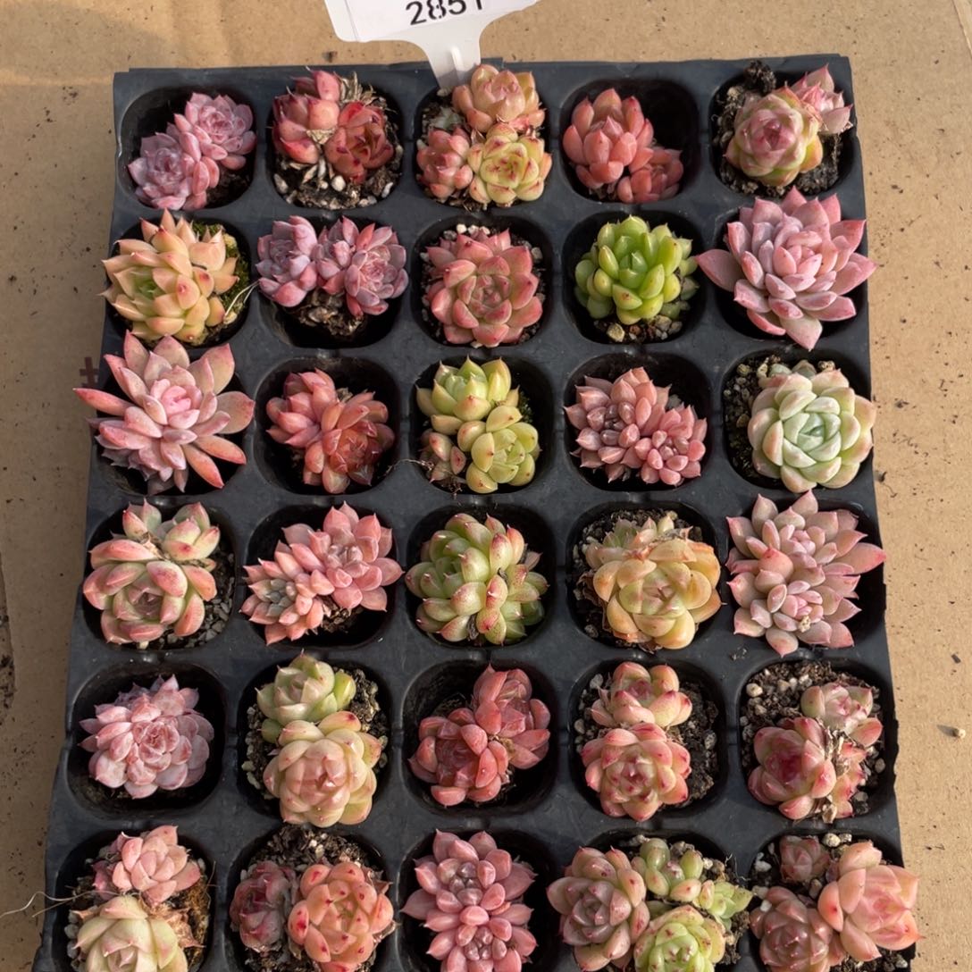 不包整散 盆子不售后2851