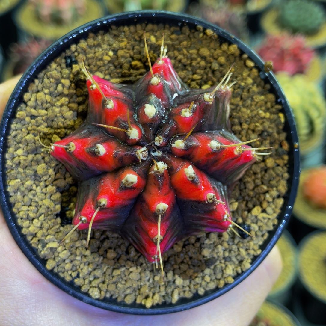 米哈星球000000000013