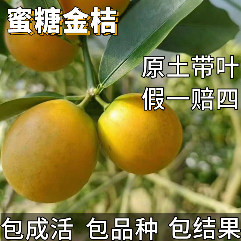 蜜糖金桔苗金橘树苗地栽耐寒无籽可食用大果盆栽嫁接果苗当年结果