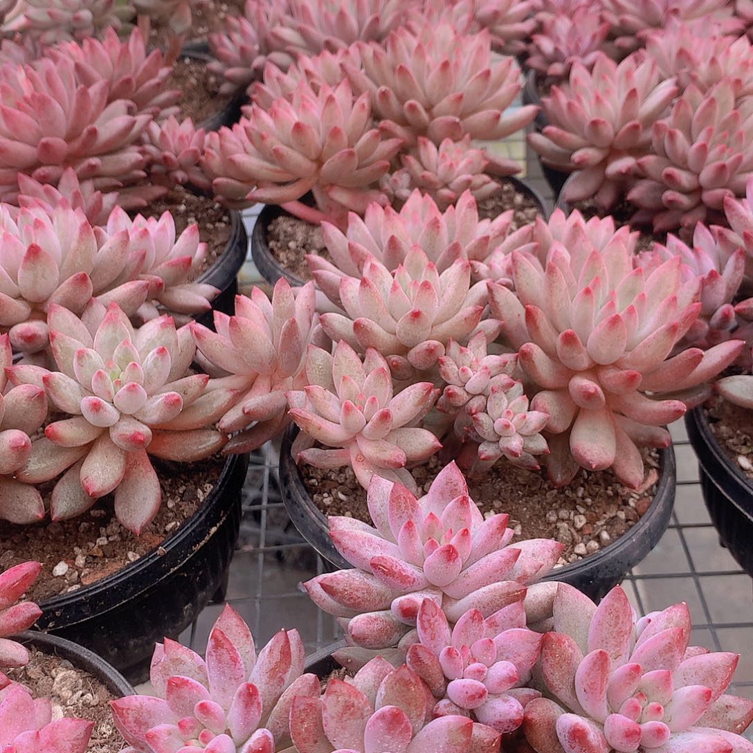 多头虞美人大群45678899000