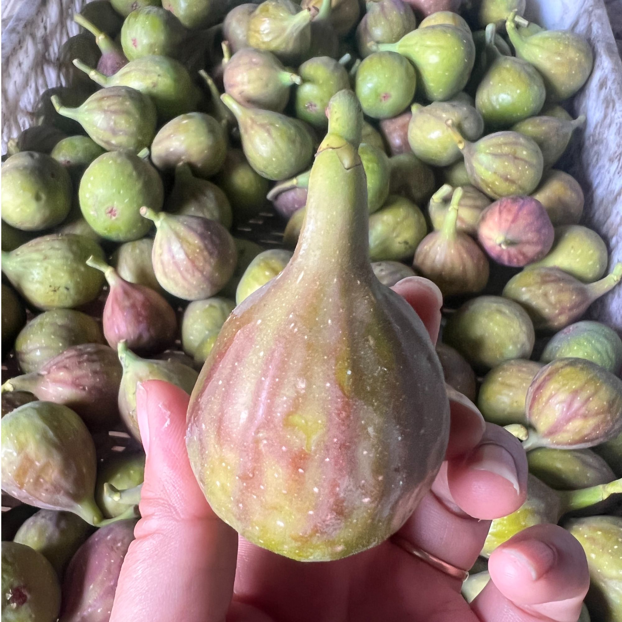 威海无花果芭劳奈无花果小芭软糯香甜树上熟顺丰空运包邮3斤